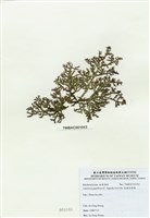 藏品(乳頭軟骨凹頂藻)的圖片